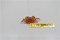 藏品(絨毛近方蟹)的圖片